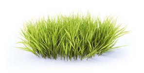 herbe